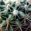 Mammillaria_ tayloriorum_ 06